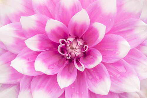 L'amour des dahlias Jean Marie