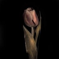 Tulp