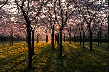 Blossom Park bei Sonnenaufgang von Samantha Rorijs