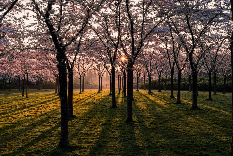Blossom park with sunrise by Samantha Rorijs