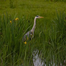 Grey heron by Cees van der Linden