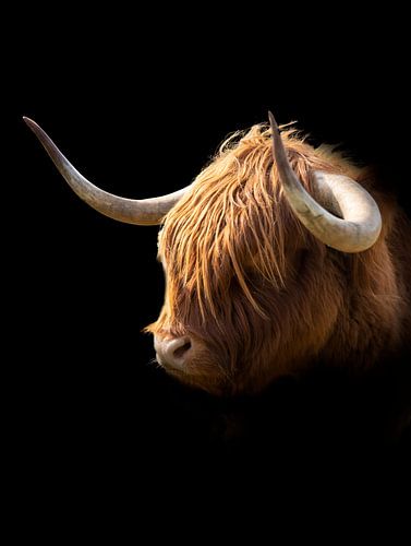 Highlander écossais