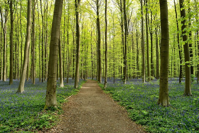 Boshyacint bos van Jo Beerens