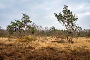 Bäume im Naturschutzgebiet von Johan Vanbockryck