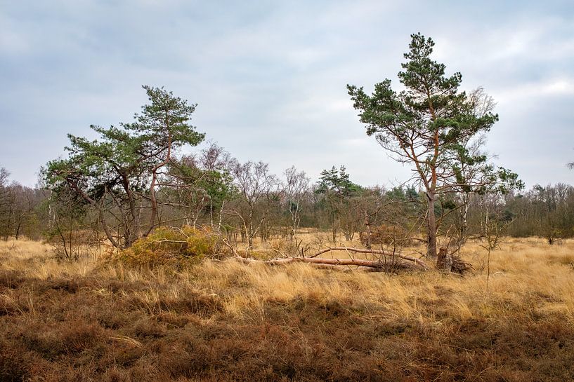 Bomen in natuurreservaat van Johan Vanbockryck