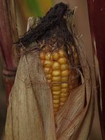 Épi de maïs (gros plan)