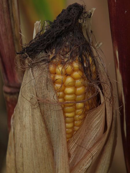 Maiskolben (Nahaufnahme) von Annie Lausberg-Pater