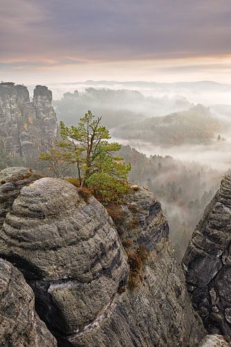 Ochtendstemming in het Elbezandsteengebergte - Mooi Saksisch Zwitserland