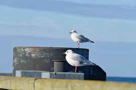 Des mouettes sur un épi au bord de la mer Baltique. sur Martin Köbsch