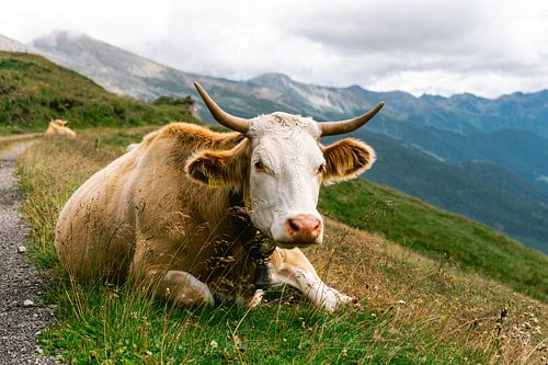 Alpenkoe || Reisfotografie Franse Alpen