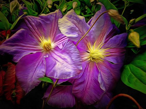 Clematis Azuur Parel