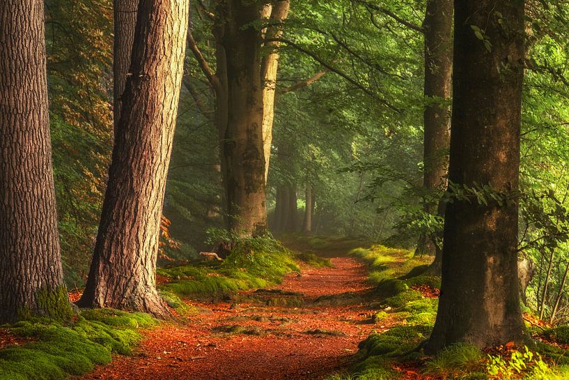Pad van de Hobbits by Lars van de Goor