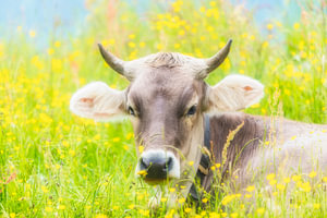 Kuh im Allgäu