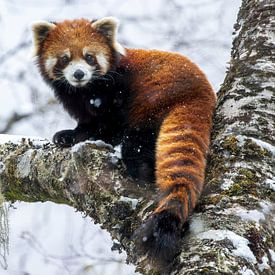 Kleine panda op een bemoste tak in een sneeuwstorm van Lennart Verheuvel