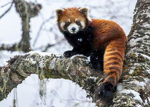 Kleiner Panda auf einem moosigen Ast in einem Schneesturm.