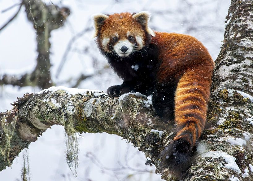 Kleiner Panda auf einem moosigen Ast in einem Schneesturm. von Lennart Verheuvel