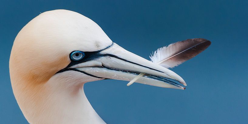Jan van Gent in Love by Hans Brinkel