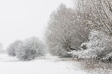 Onset of winter, snow covered bushes and trees van wunderbare Erde