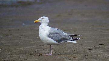 a seagull on the beach by ticus media
