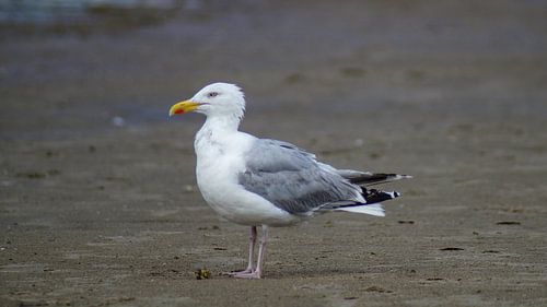 a seagull on the beach