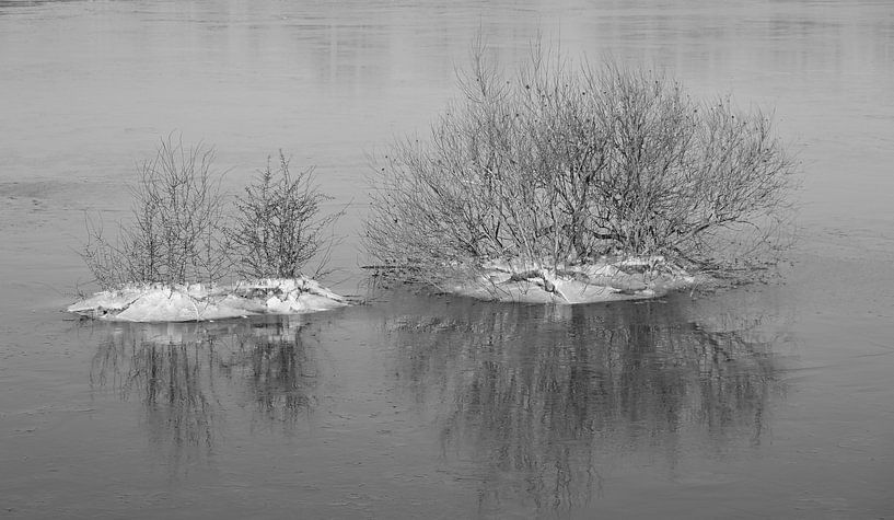 Struiken in bevroren hoog water . van Jose Lok
