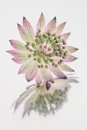 Rest: Zeeland Knot with picturesque reflection in soft pink and green by Marjolijn van den Berg