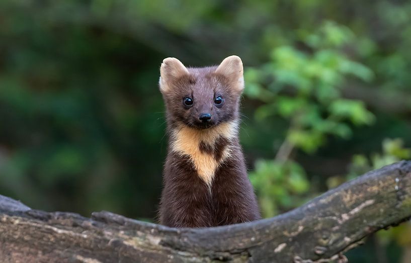 Baummarder von Harry Punter