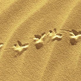 Fussabdrücke von einem Vogel im Sand von Werner Lehmann