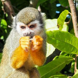 Farbenprächtige Tierwelt der Tropen – lebendige Papageien, Pfauen und Affen in üppiger Dschungelkulisse. von Miriam Schwarzfischer Fotografie