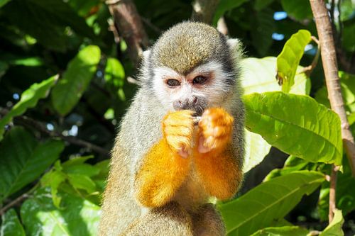 Kleurrijk tropisch wild - levende papegaaien, pauwen en apen in een weelderige jungle.