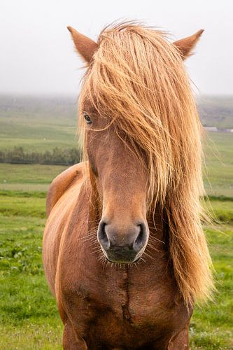 Blik van een IJslander