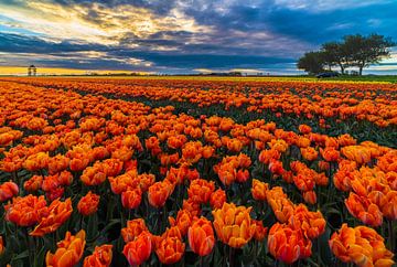 tulpen landschap van peterheinspictures