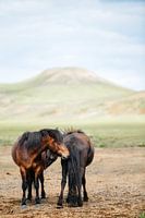 Kroelende IJslandse pony's