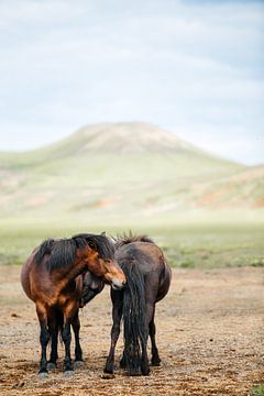 Cuddling Icelandic ponies by Marit Hilarius