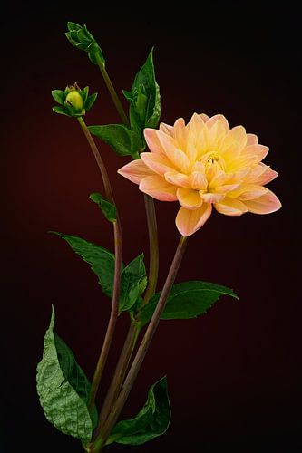 Oranje Dahlia