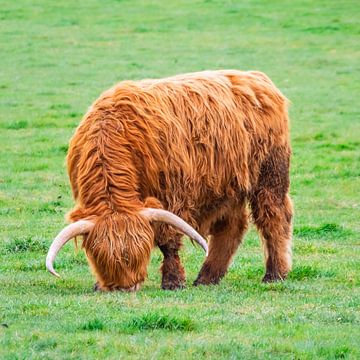 Buffle dans la forêt sur Mustafa Kurnaz