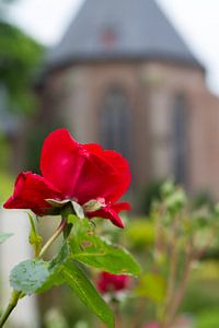 Rose rouge et église