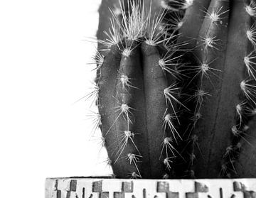 Cactus by Madelon Prijs