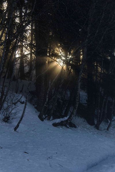 Sun tree winter forest  by Lorance Jonkers