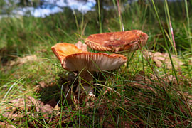 Deux champignons au soleil sur Vlijtig Liesje
