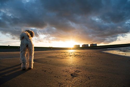Plage du coucher de soleil à Wemeldinge