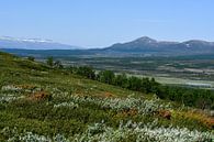 Dovrefjell by Bettina Schnittert thumbnail