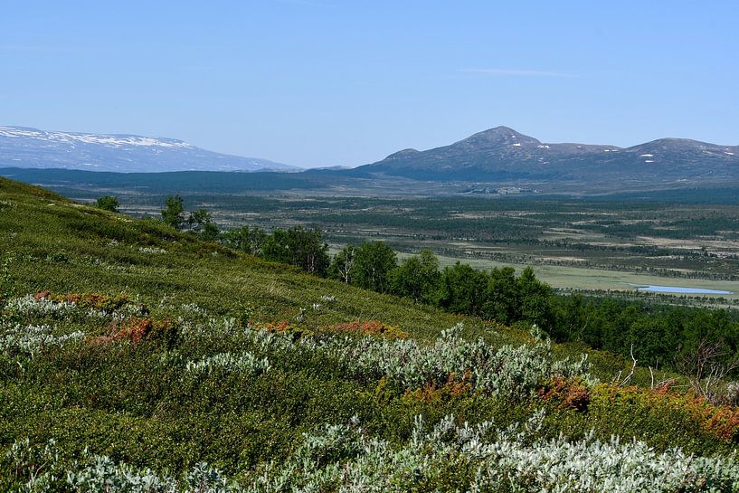 Dovrefjell by Bettina Schnittert