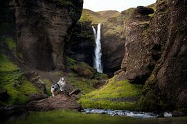 Australian shepherd at Kvernufoss by Traveling dogs