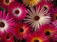 Ijsbloemen