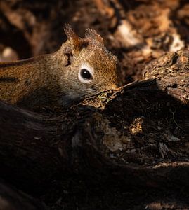 Serie Eichhörnchen