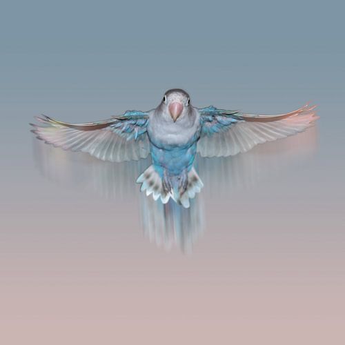 Flying pale blue lovebird