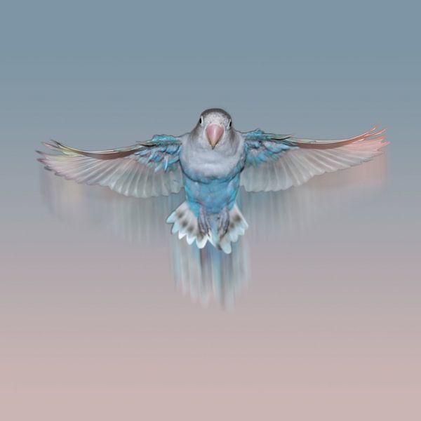Hellblaues fliegenden Liebesvogel von Bianca Wisseloo