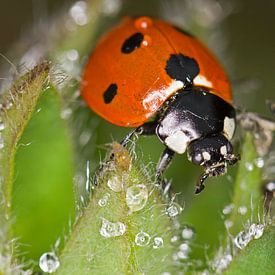 Marienkäfer im Tau von Hans van den Beukel