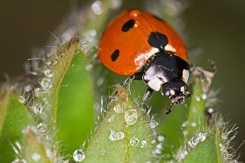 Ladybird in the dew by Hans van den Beukel